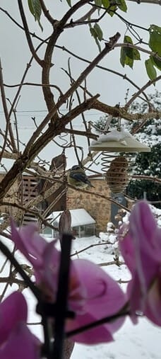 omnigo360-benl-volg-je-zielsvonk-foto-bloemen-huis-sneeuw omnigo360-benl-volg-je-zielsvonk-foto-bloemen-huis-sneeuw